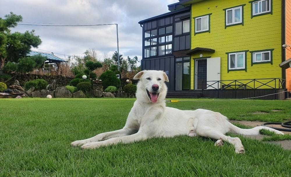 seogwipo yongnuni pension