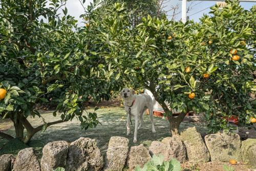 seogwipo yongnuni pension