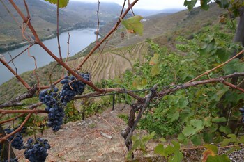 quinta da veiga