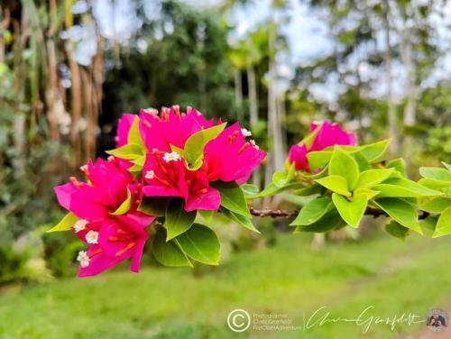 phurin thara resort