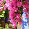 soller