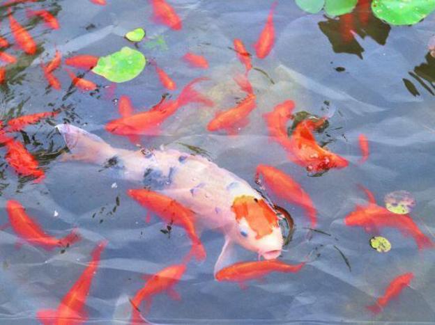 mauve glamor chengdu