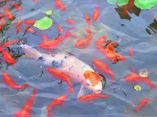 mauve glamor chengdu