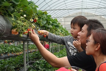 tai yi red maple resort