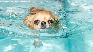 pocheon sanwoolteo pet friendly pension