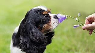 pocheon sanwoolteo pet friendly pension