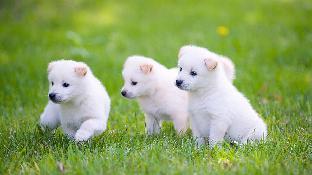 pocheon sanwoolteo pet friendly pension