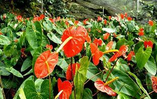 garden nen ines guest house