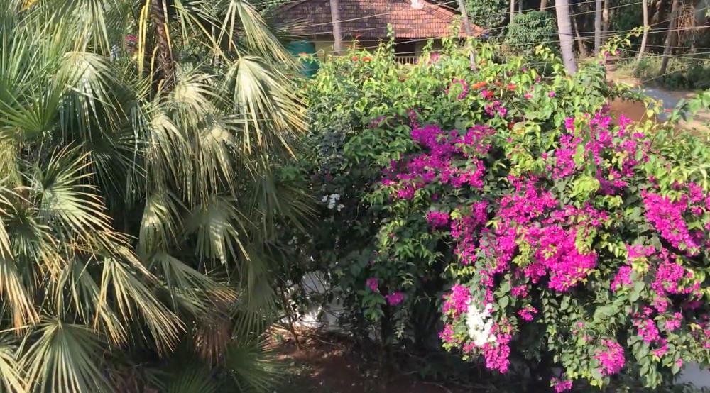 goa