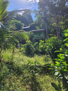 sweet jungle tents