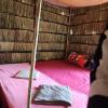 sweet jungle tents