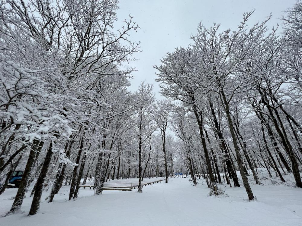 moss jurigi camp resort