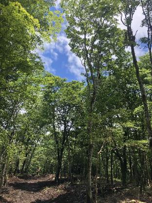 moss jurigi camp resort