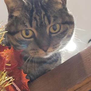 plug inn montmartre by hiphophostels