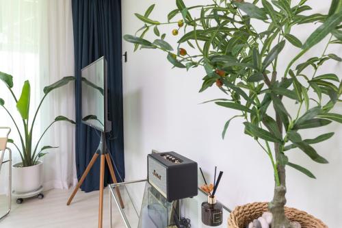 soakcho biroso spring