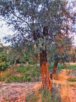 agriturismo casa scola