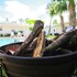 siesta key