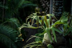 the palms at palm cove