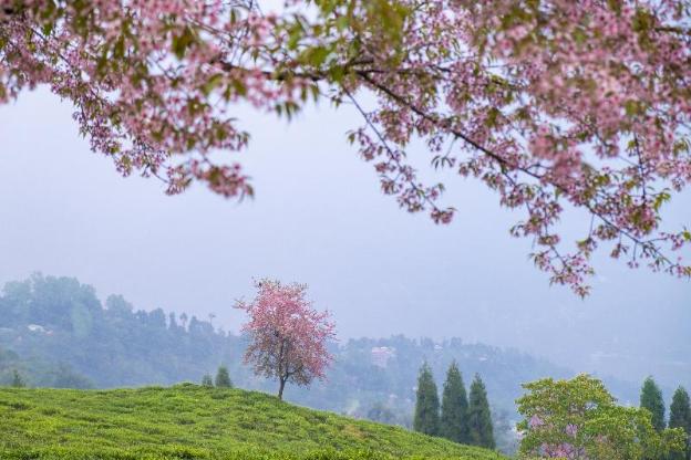 eco adventure resorts the temi bungalow