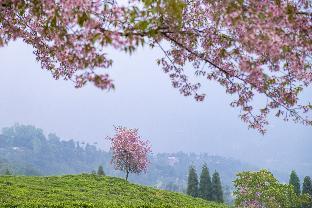 Eco Adventure Resorts The Temi Bungalow,Namchi>>Kalimpong,4 star