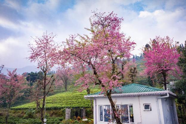 eco adventure resorts the temi bungalow