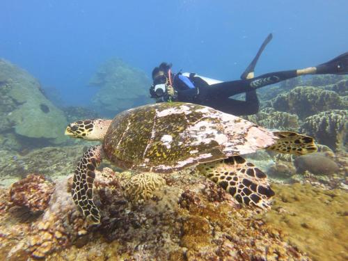 the sagara penida nusa penida
