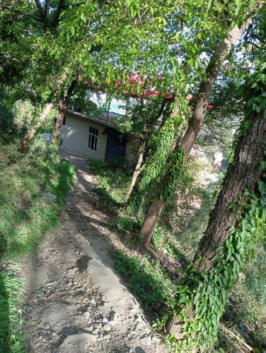 shimla