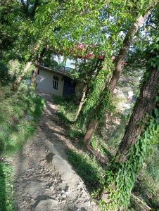 shimla