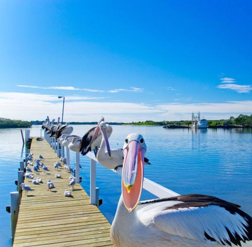 Moby Dick Waterfront Resort Motel,Ashby Island>>Angourie,4 star