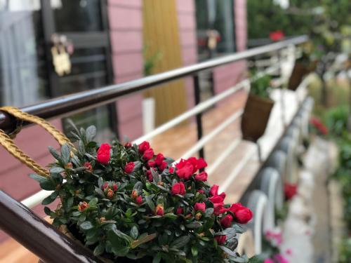 pine tree homestay