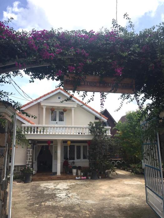 pine tree homestay