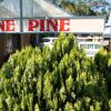 lone pine motel corowa