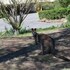 cooma high country motel