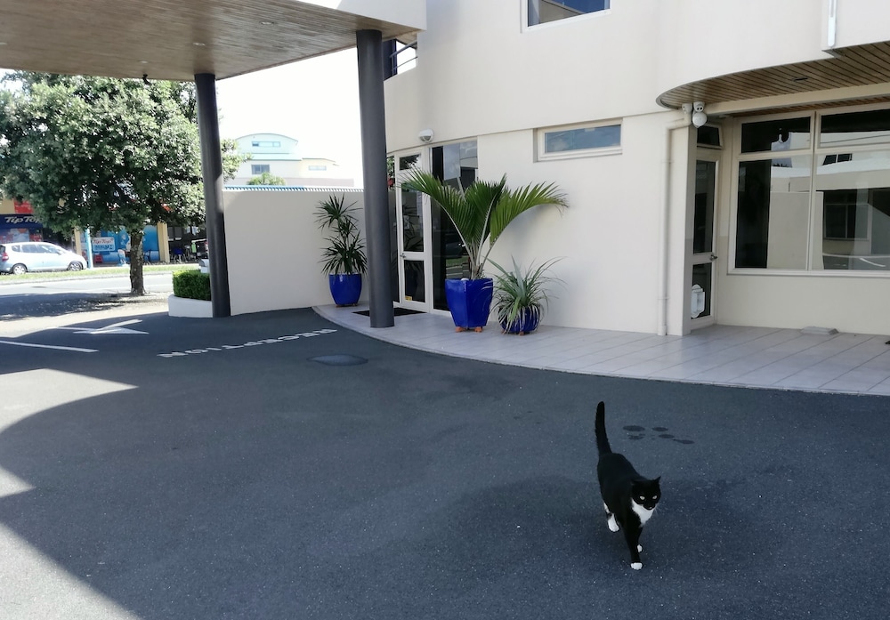 tauranga