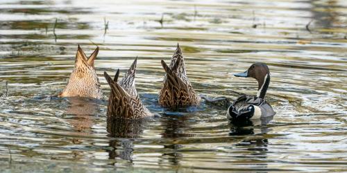 kanikasundari home stay