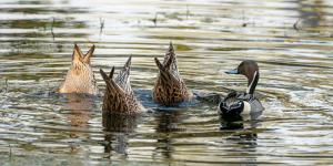 kanikasundari home stay