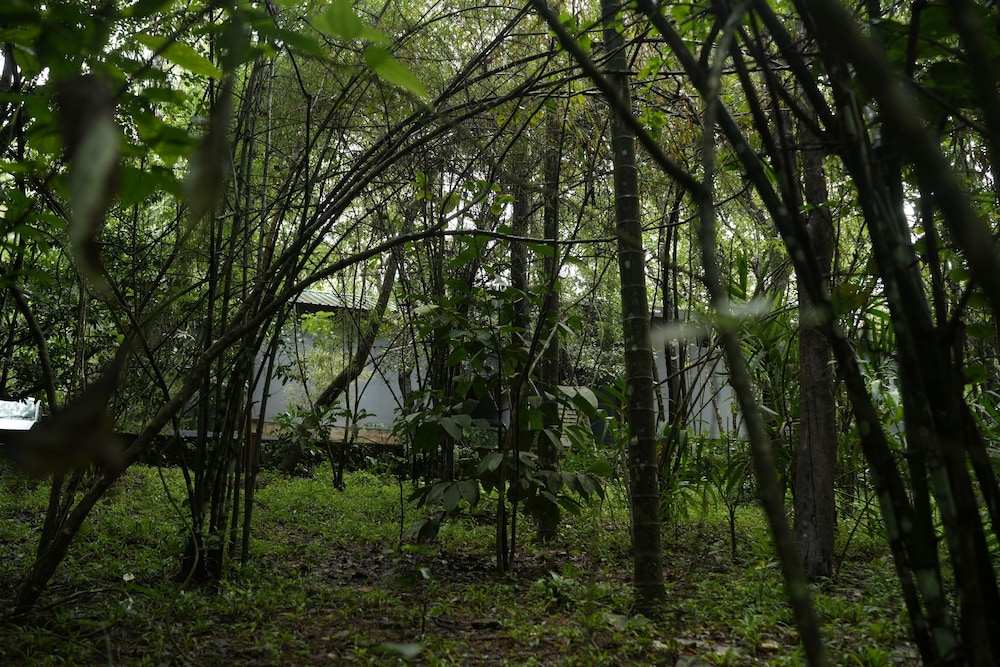 wayanad silver woods hotel