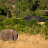 maasai mara