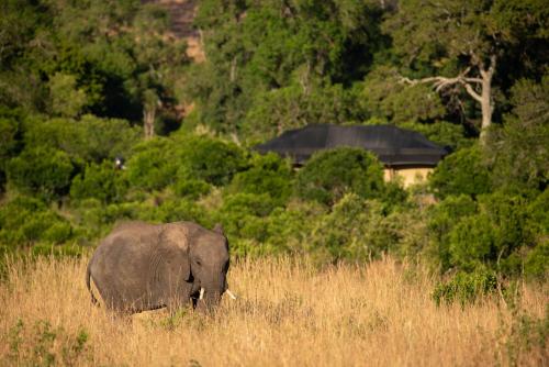 maasai mara