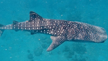 pintuyan dive resort