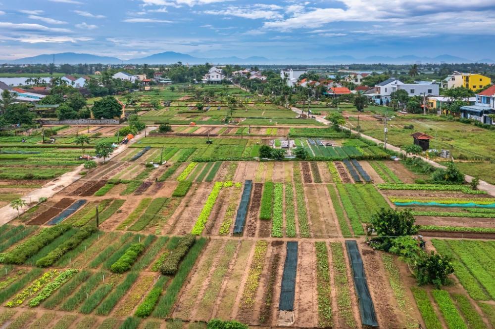 song river homestay hoi an