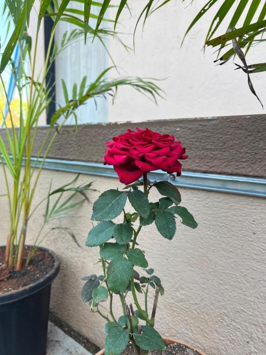 divine resort mahabaleshwar