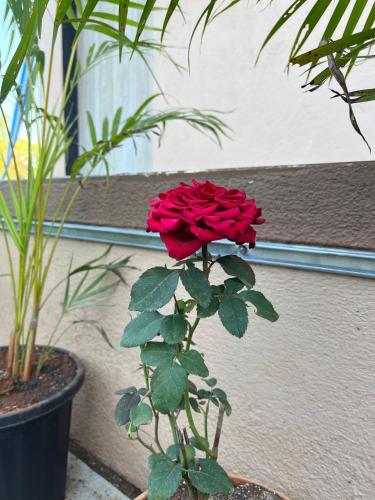 divine resort mahabaleshwar