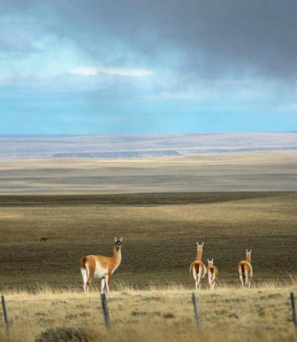 south apartments calafate