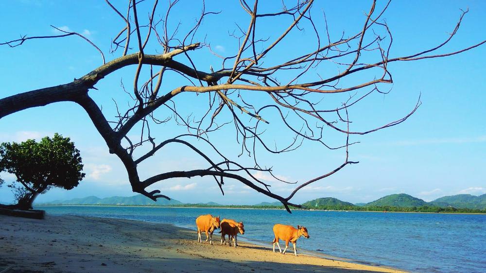 catappa village lombok