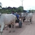 siem reap