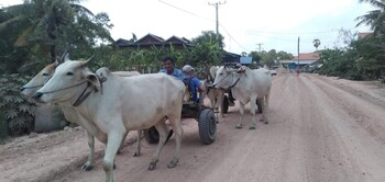 siem reap