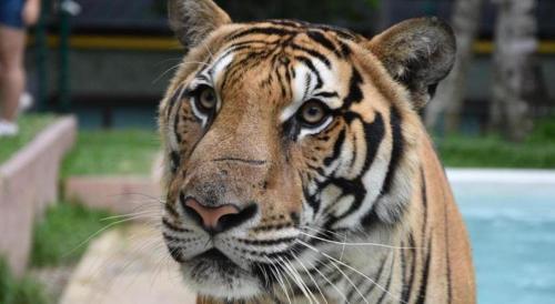 cocoon islanda hotel