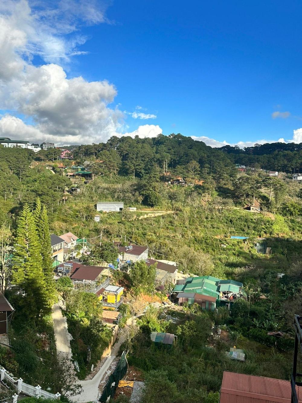 pine forest house da lat