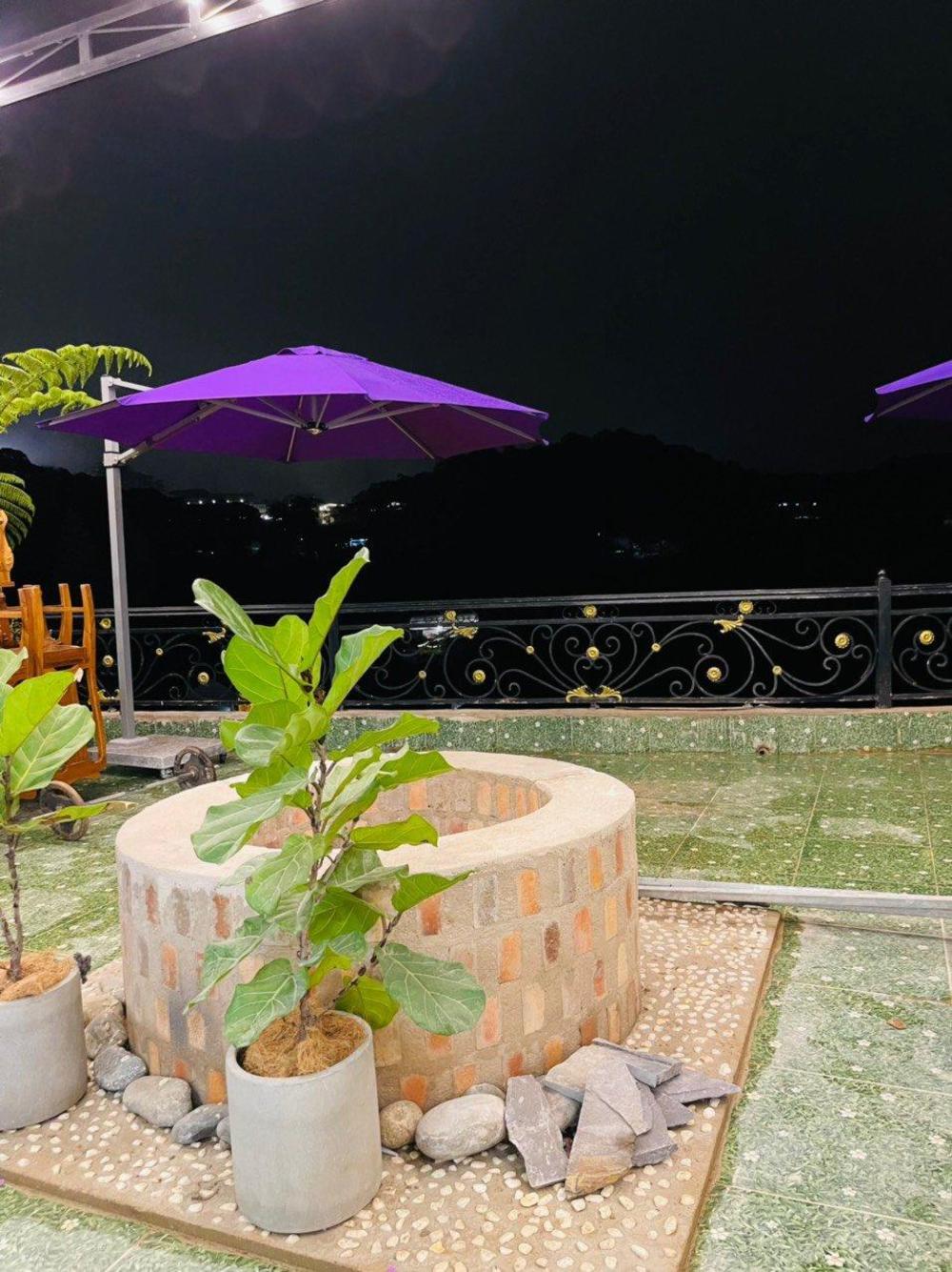 pine forest house da lat